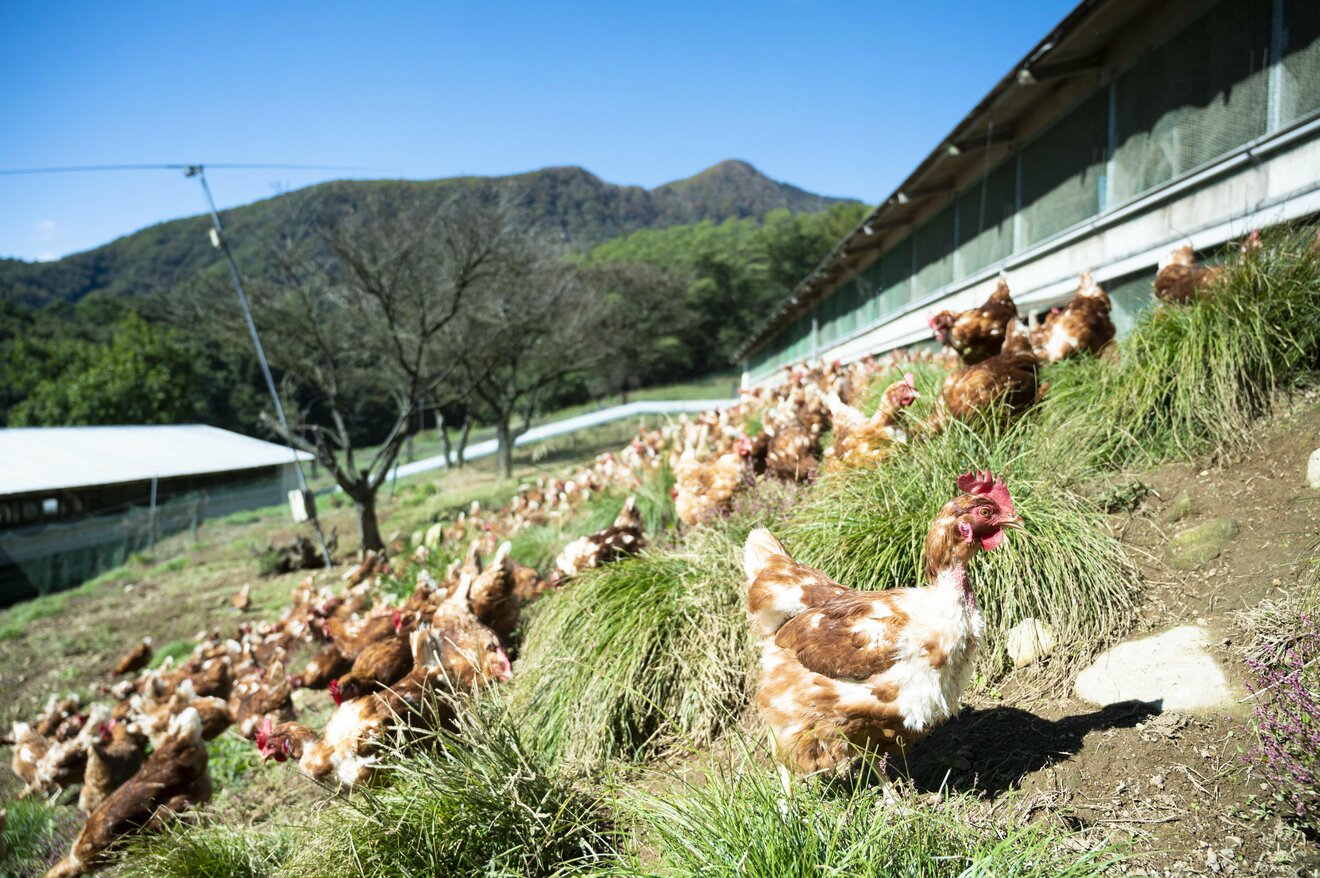 標高1,100mの農場で鶏を“平飼い”放牧! 本当においしい卵は心身ともに健康で元気な鶏から産まれる!「やまなしアニマルウェルフェア認証制度 ...
