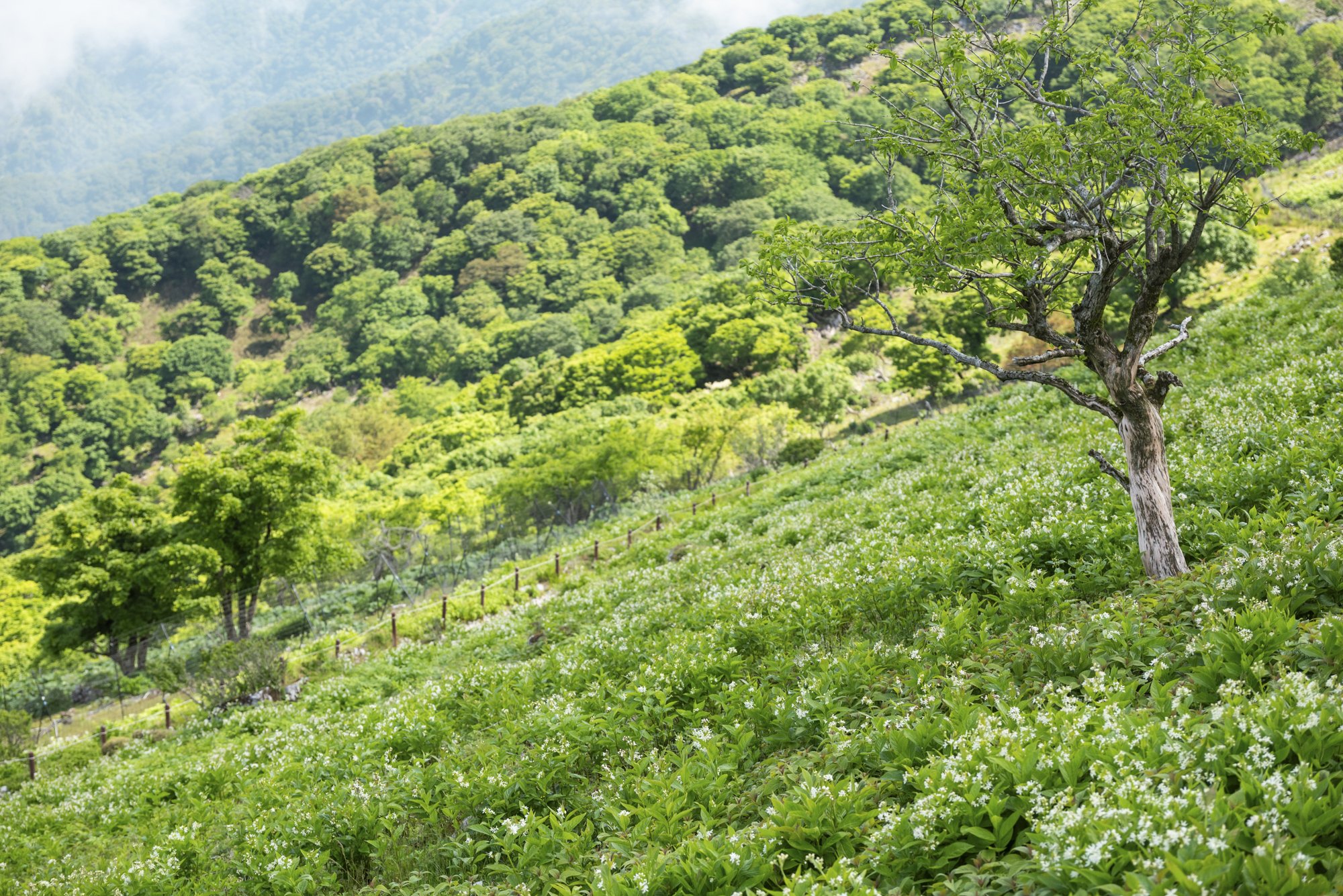 【夏山登山】花の百名山の楽しい季節到来! 高山植物が咲き乱れるお花畑ハイク 2024年|登山|コラム|BRAVO MOUNTAIN